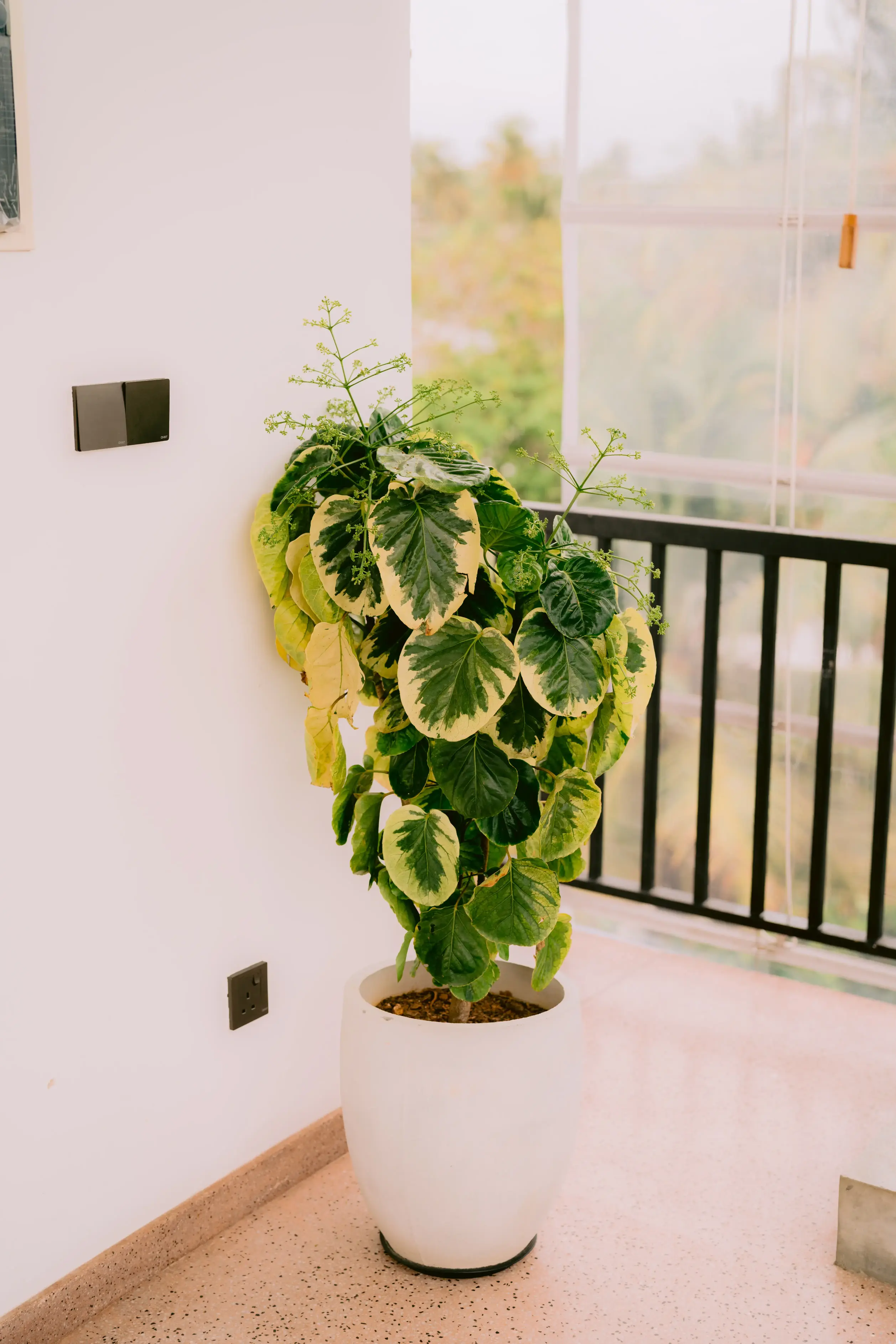 Private Studio Living Area Plant